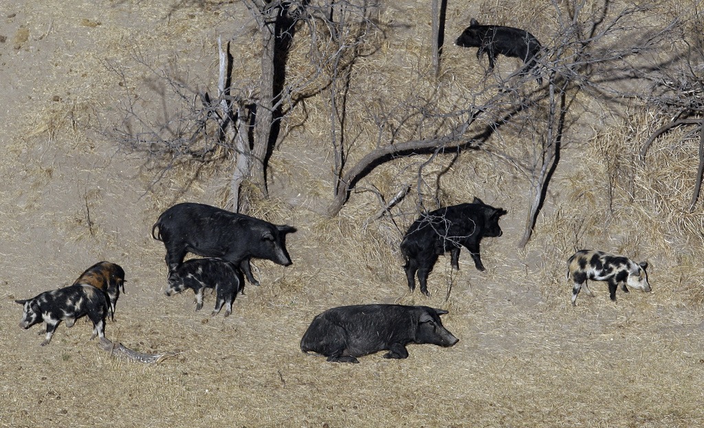 A population of hard-to-eradicate ‘super pigs’ in Canada is threatening to invade the US.