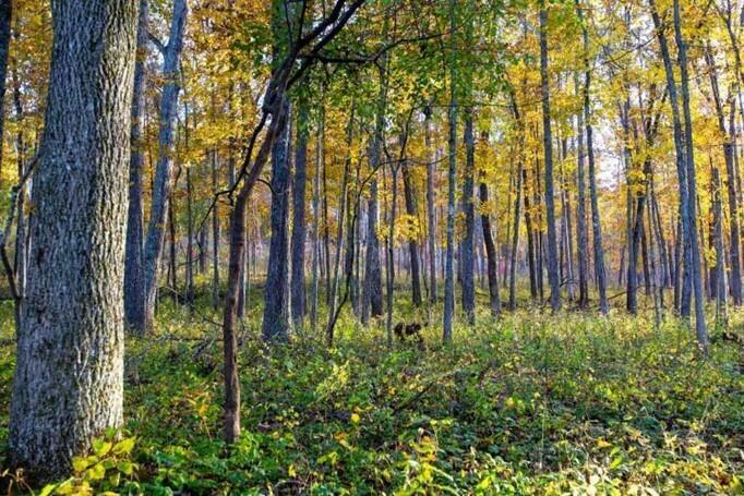 Missouri Dept of Conservation invites landowners to learn about wildlife, prescribed burns