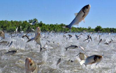 In the battle against invasive carp, federal and state wildlife agencies try it all.