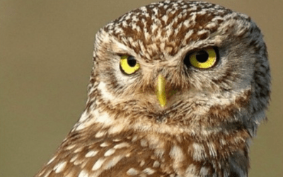 A Kentucky family gets an early gift: a baby owl in their Christmas tree