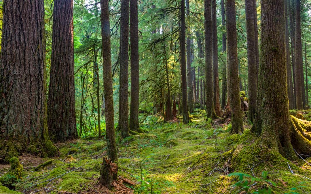 US moves to protect old growth forests as climate change threatens their survival