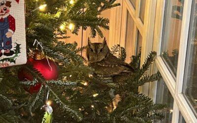 A Kentucky family gets an early gift: a baby owl in their Christmas tree