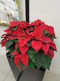 The checkered history of the poinsettia’s namesake and the flower’s origins get new attention