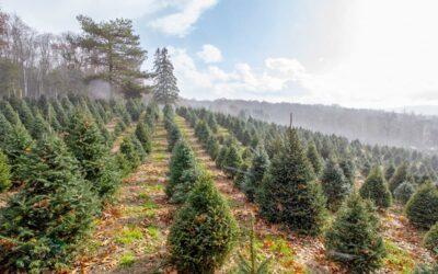 As climate warms, that perfect Christmas tree may depend on growers’ ability to adapt