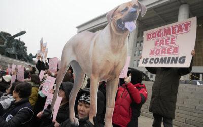 South Korea’s parliament passes landmark ban on production and sales of dog meat