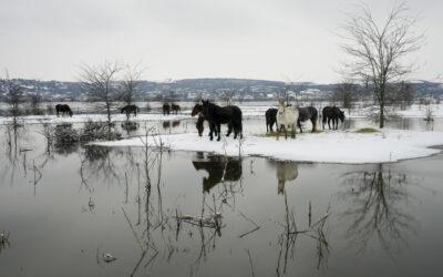 Nearly 200 cows and horses stuck on a Serbian river island in cold weather are being rescued