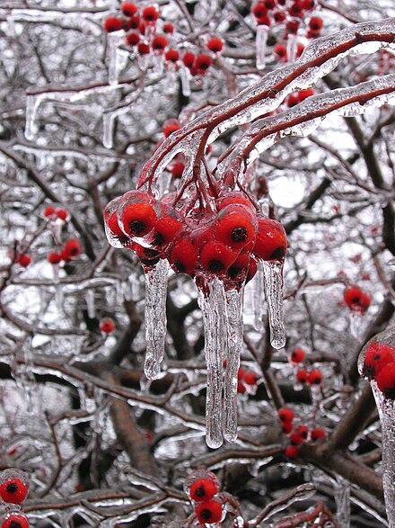 Pacific Northwest hunkers down for ice and freezing rain, while other US regions also battle cold