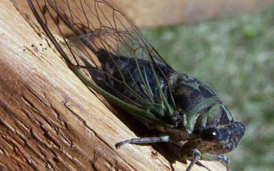 For First Time Since 1804, Billions of Two Different cicada broods to emerge at Same Time