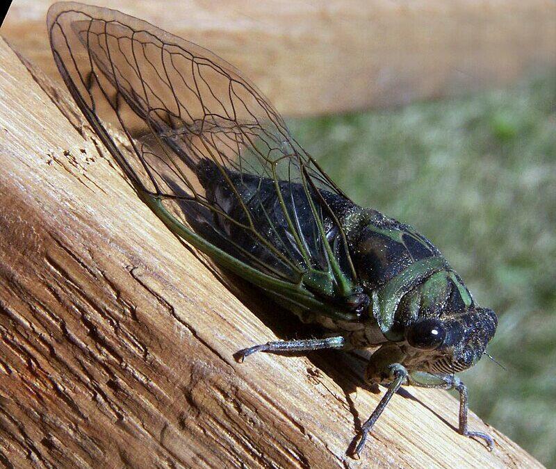 For First Time Since 1804, Billions of Two Different cicada broods to emerge at Same Time