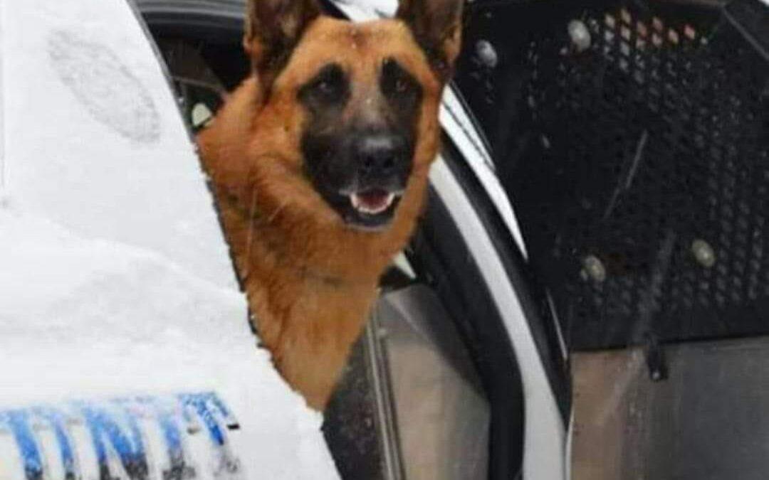 Carlisle County Sheriff’s Office Expresses Condolences for Passing of Retired K9 Fox