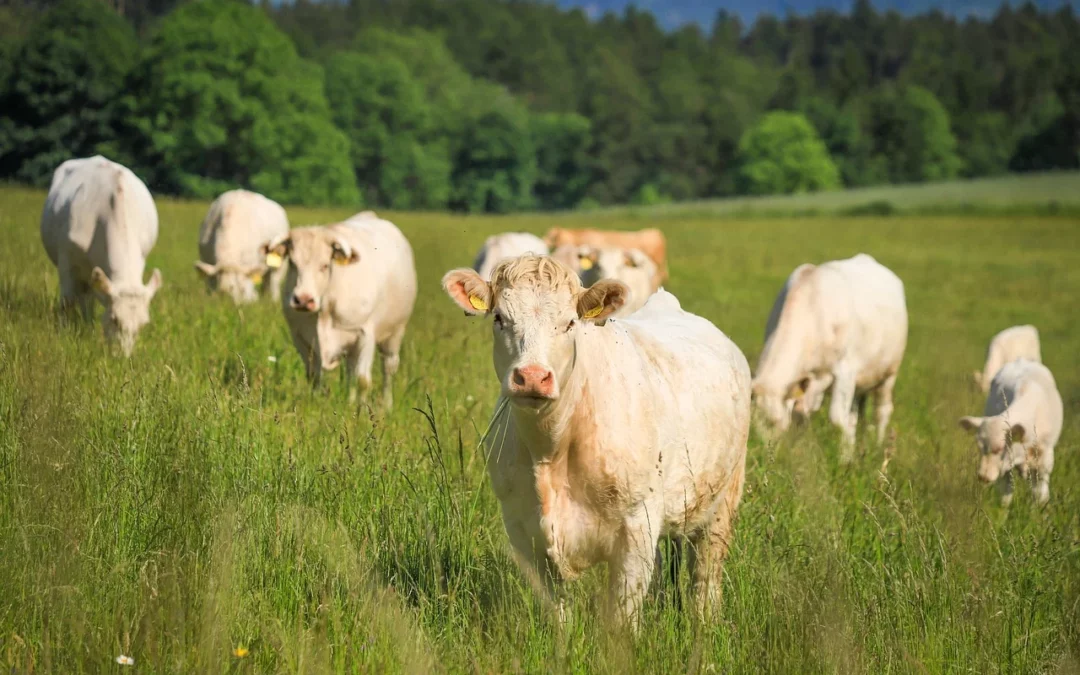 Cattle Flu vaccine being developed