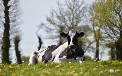 It’s a good time to be in the dairy industry