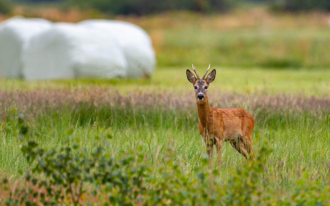 Missouri preps for youth deer hunting weekend